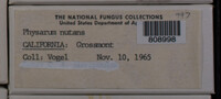 Physarum nutans image